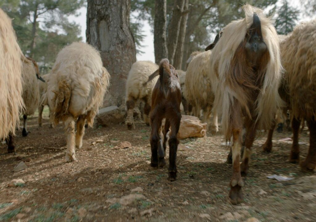 Jumana Manna: Wild Relatives