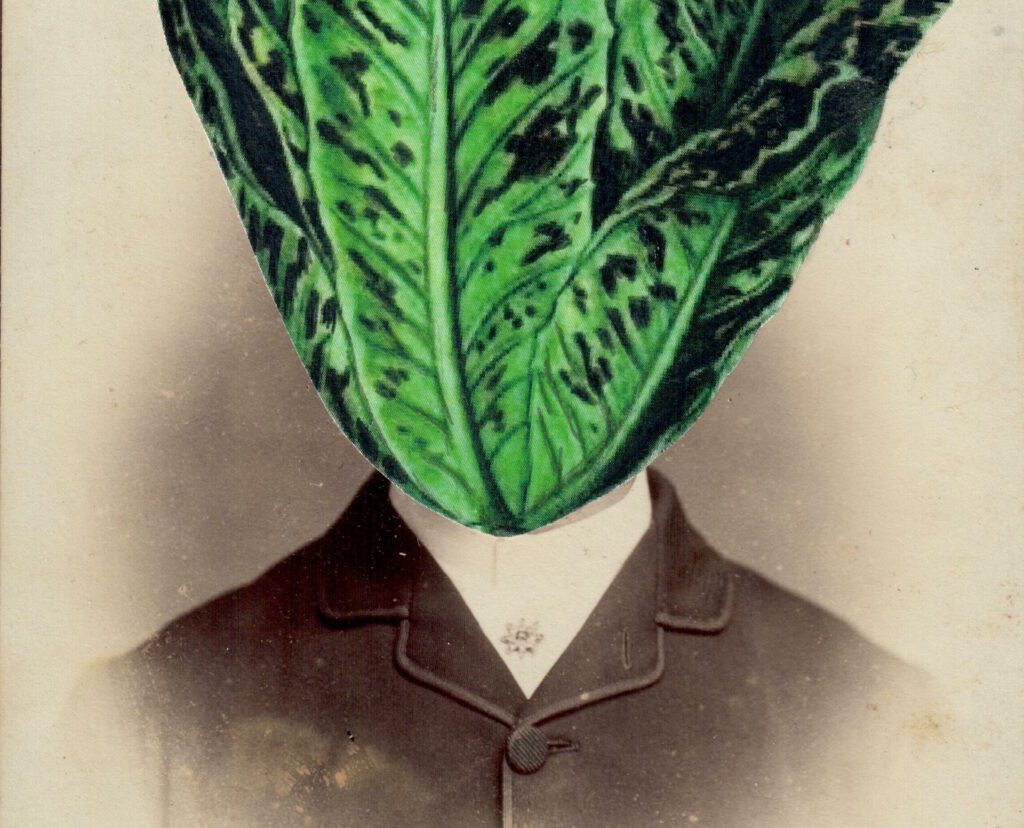 Alida Rodrigues, Lactuca Sativa (Detail), Collage 16.5x11cm, 2019