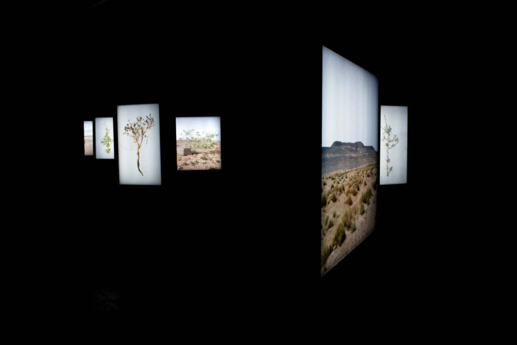 Abdessamad El Montassir, Al Amakine une cartographie des vies invisibles, Vue exposition_Villa Soudan, Rencontres de Bamako. Série de photographies de plantes et de paysages dans des caissons lumineux et pièce sonore Abdessamad El Montassir, 