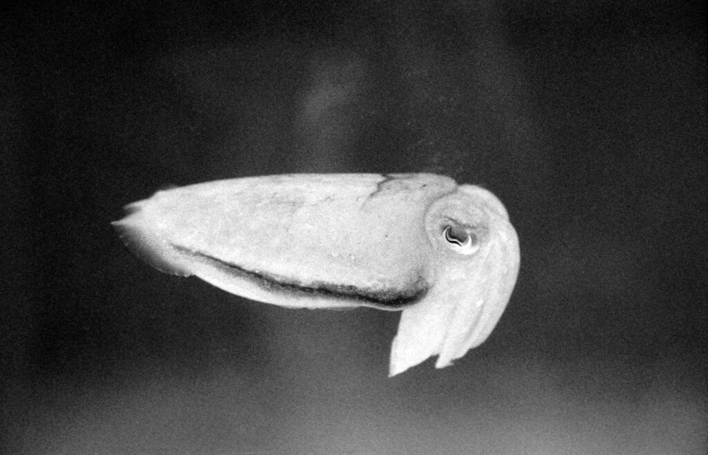 Image courtesy of the artist
