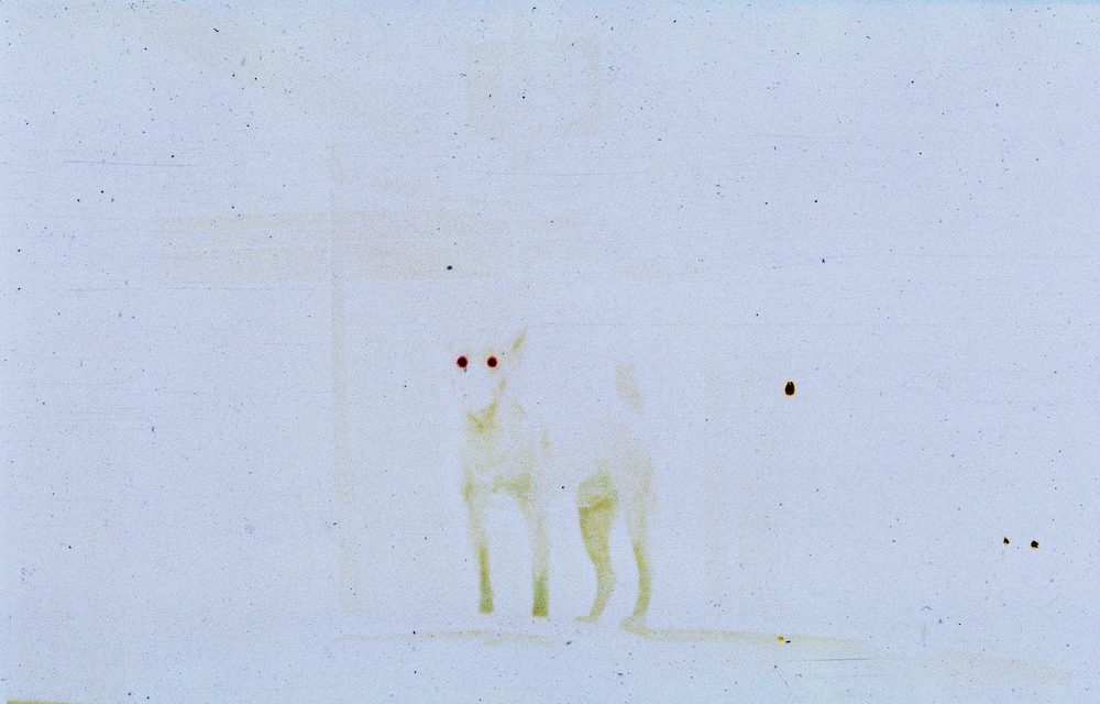 GHOST DOG, 2021. COURTESY OF THE ARTISTS.
