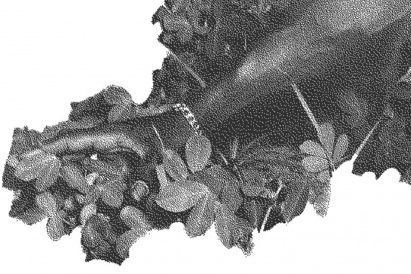 Untitled (Culturue Lost and Learned by Heart), 2020-2021 © Adji Dieye, Archives Nationales du Sénégal, Iconographie