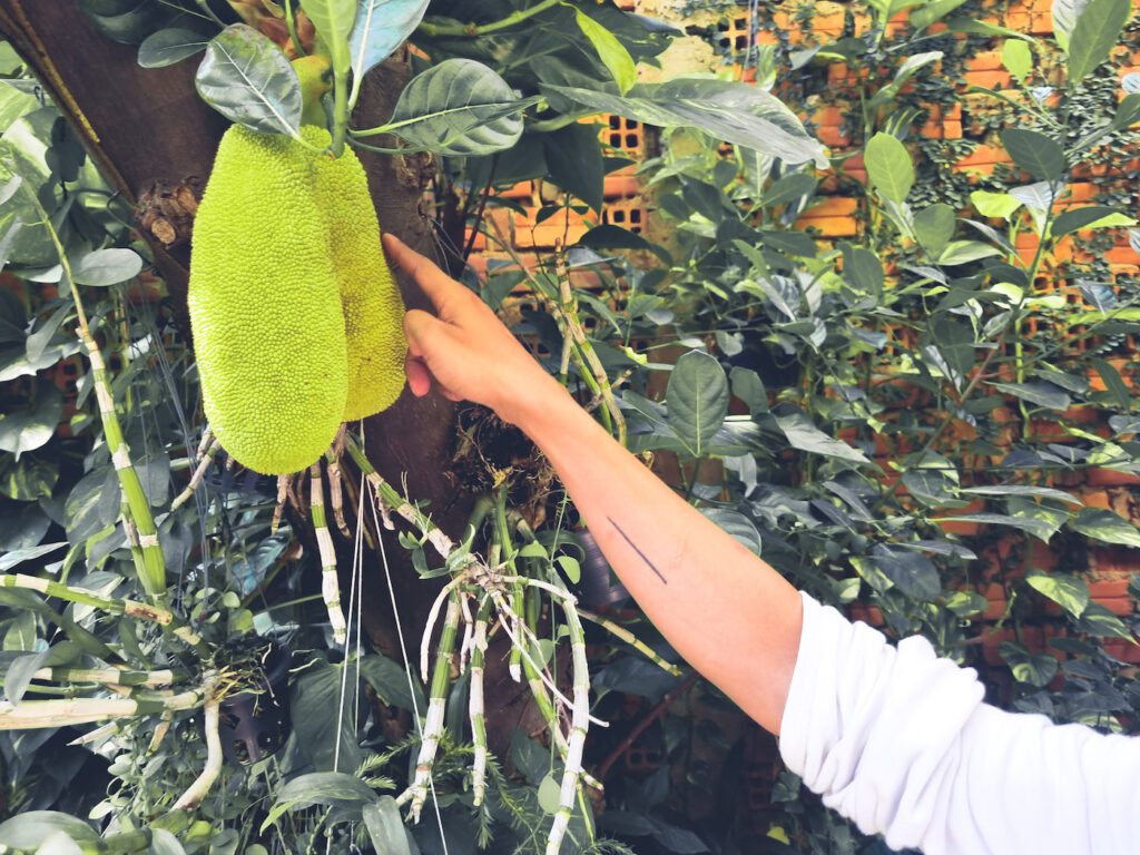 StrangeFruit@SerineMekoun 