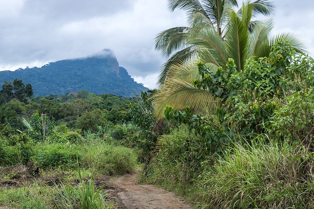 Yvon Ngassam, Untitled, Lolodorf, 2021-22. Courtesy the Artist and Bikoka Art Project.
